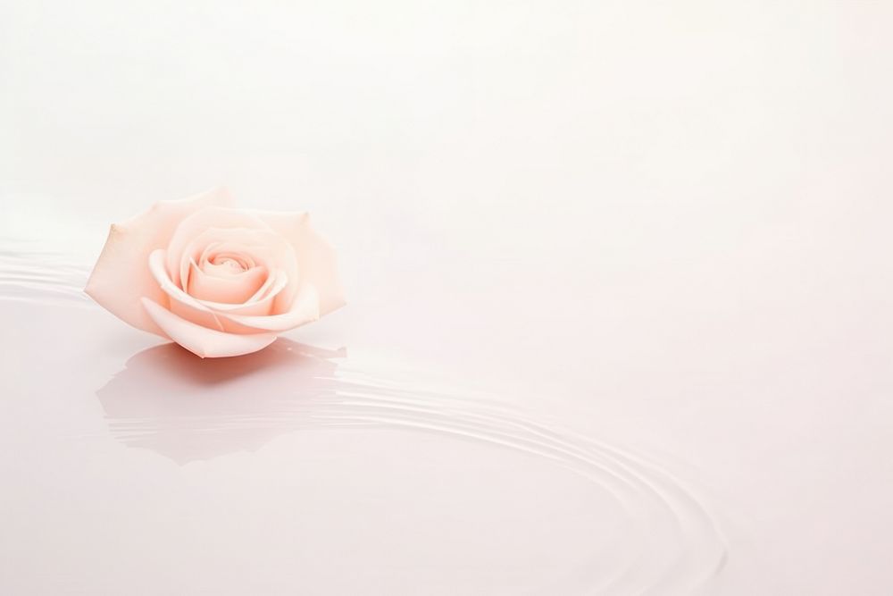 Aesthetic background rose flower petal.