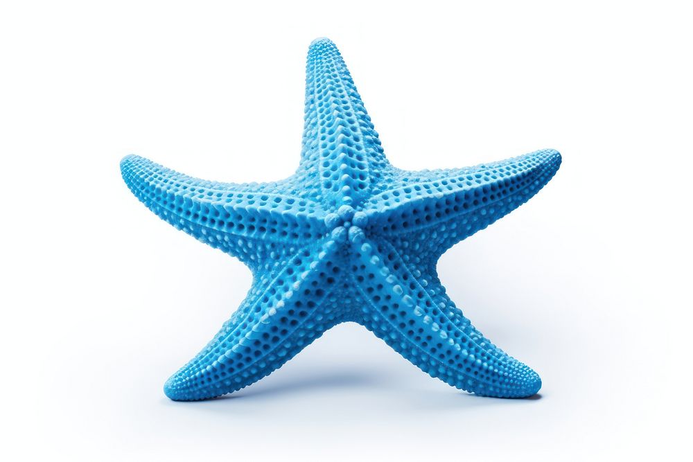 Blue starfish white background invertebrate simplicity.