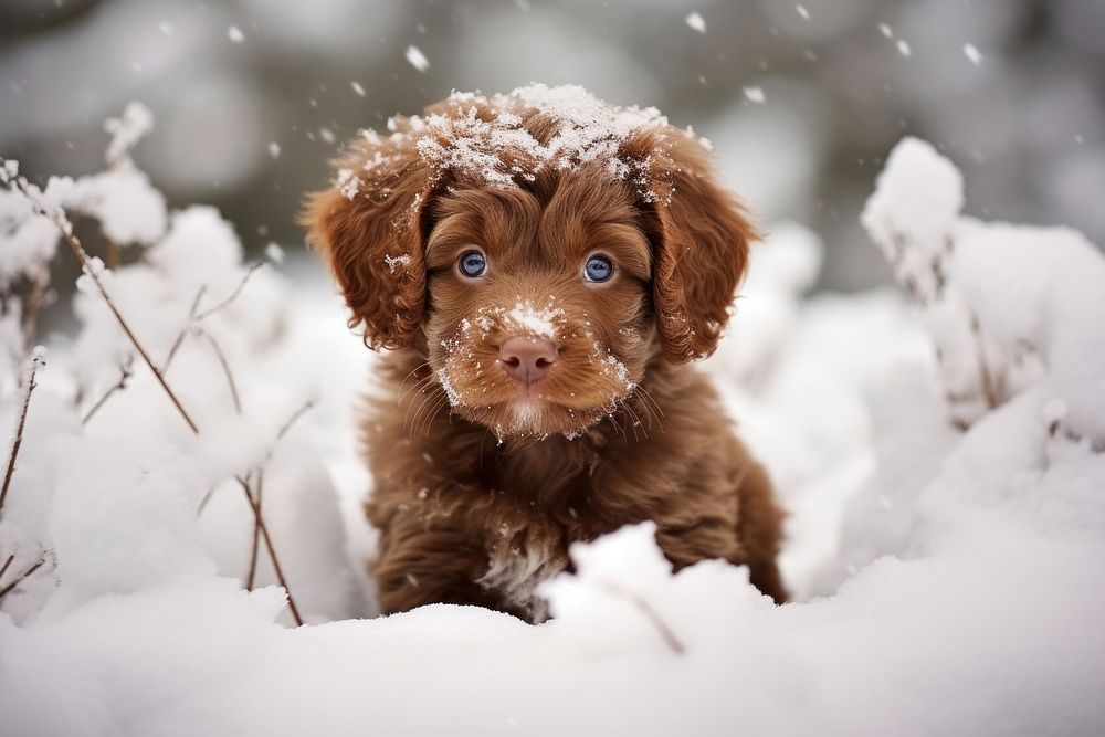 Brown puppy in snow outdoors animal mammal.