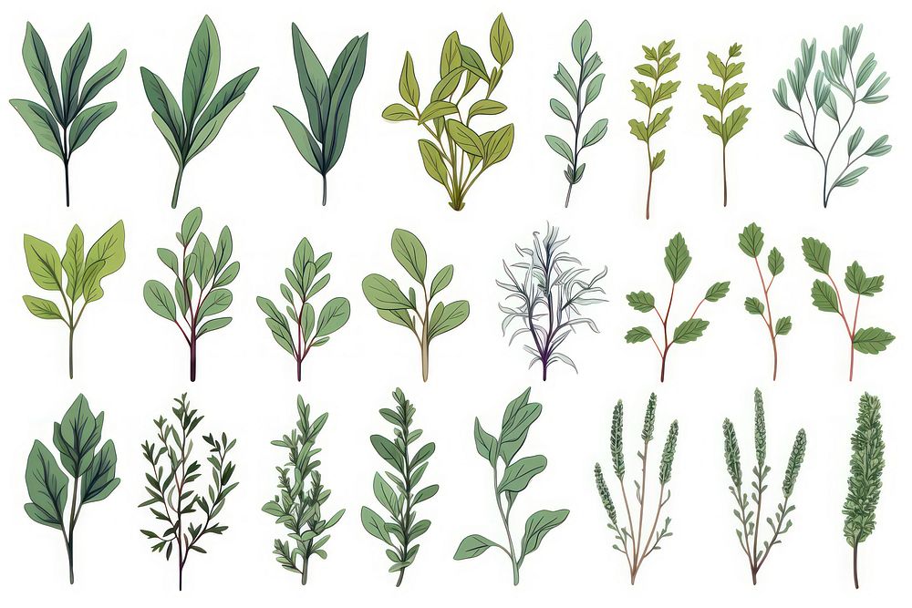 Assortment of herbs plant leaf white background.