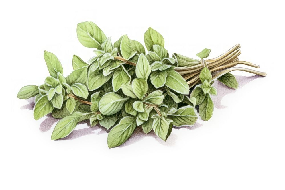 Dry oregano herb herbs plant leaf.