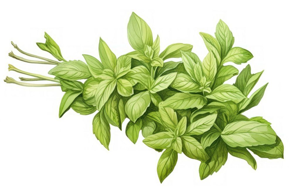 Herb herbs plant leaf.