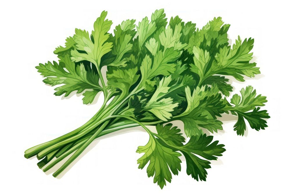 Parsley herb herbs plant white background.