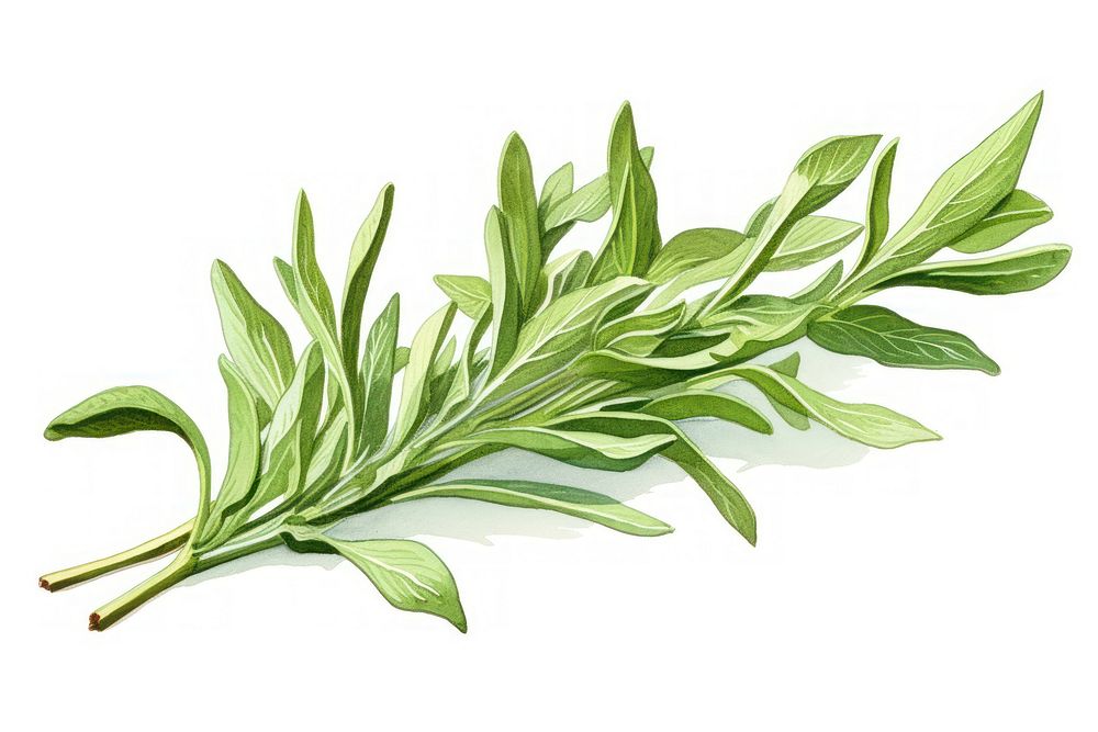 Tarragon herb herbs vegetable plant.