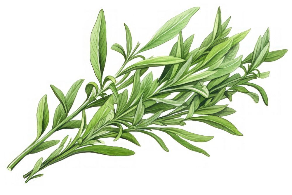 Tarragon herb herbs plant leaf.