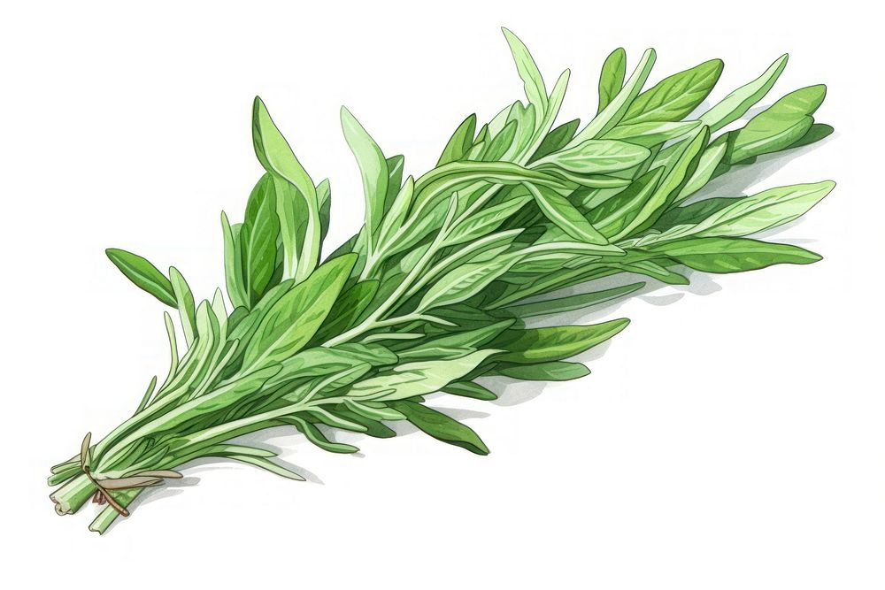 Tarragon herb herbs plant food.