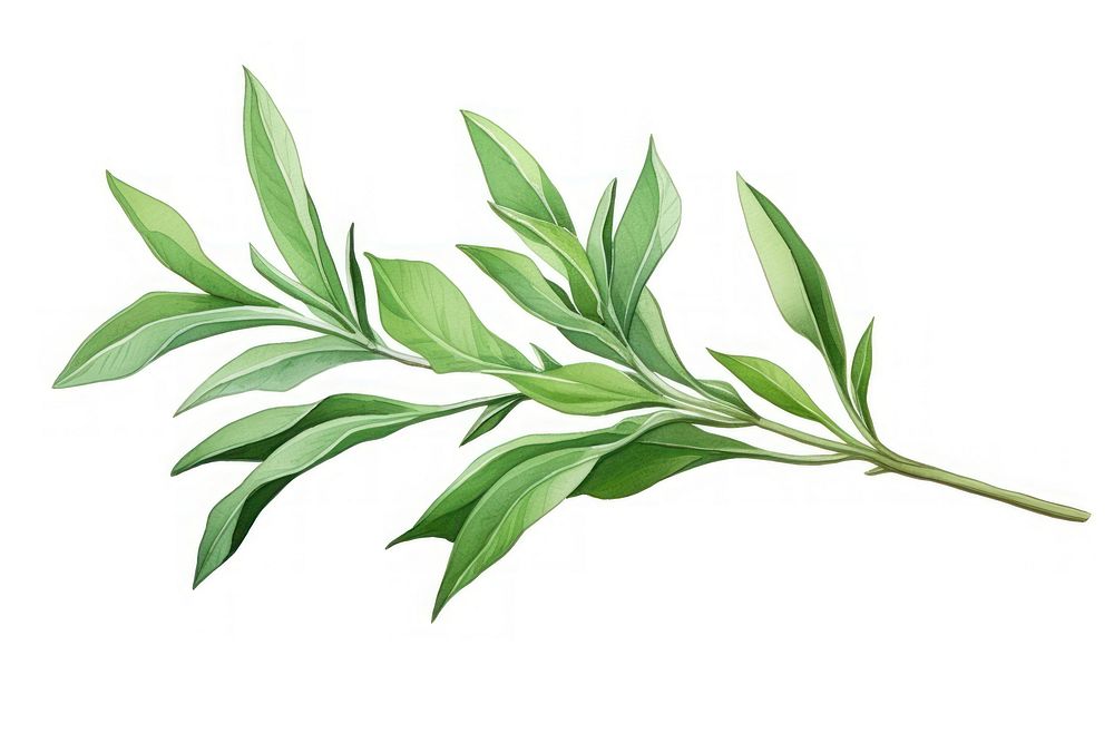 Tarragon herb herbs plant leaf.