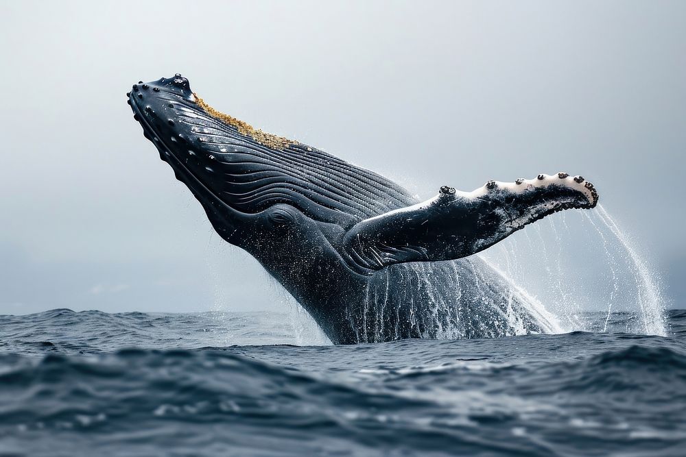 Humpback Whale whale animal mammal. AI generated Image by rawpixel.