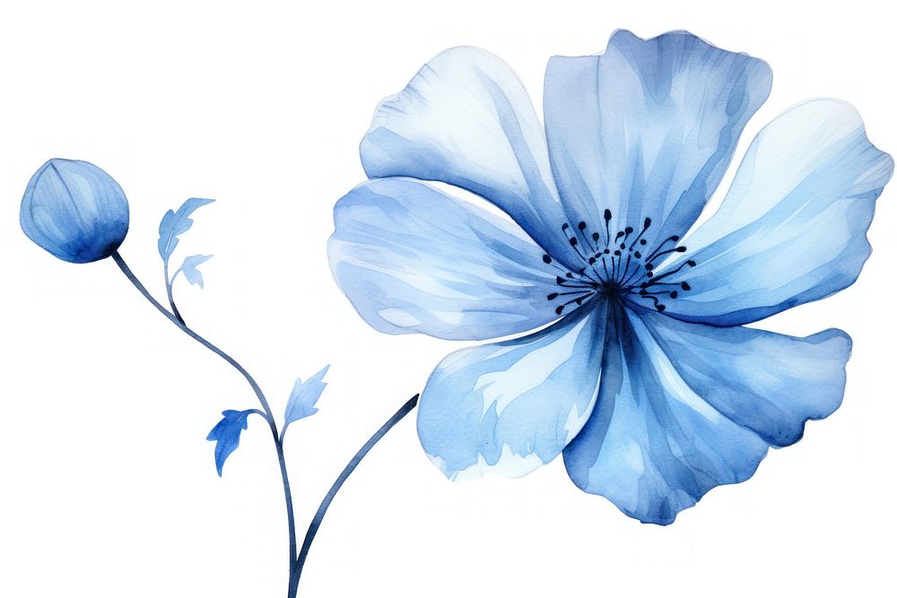 Watercolor blue flower blossom petal plant.