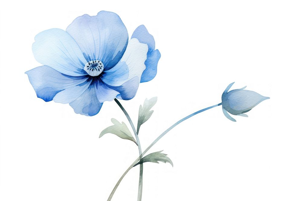 Watercolor blue flower blossom petal plant.