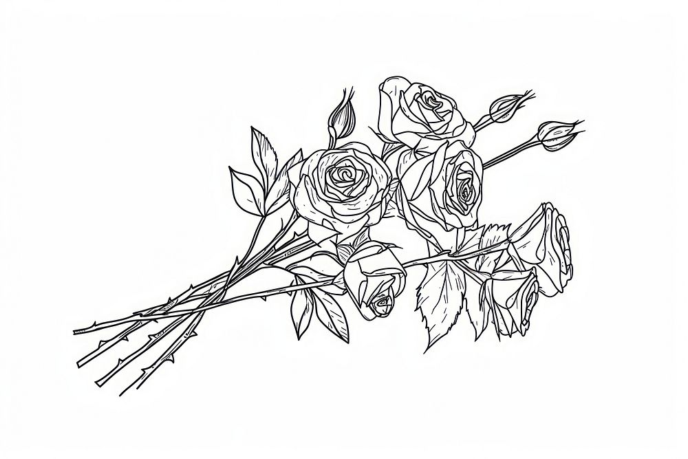 Rose bouquet drawing sketch flower.