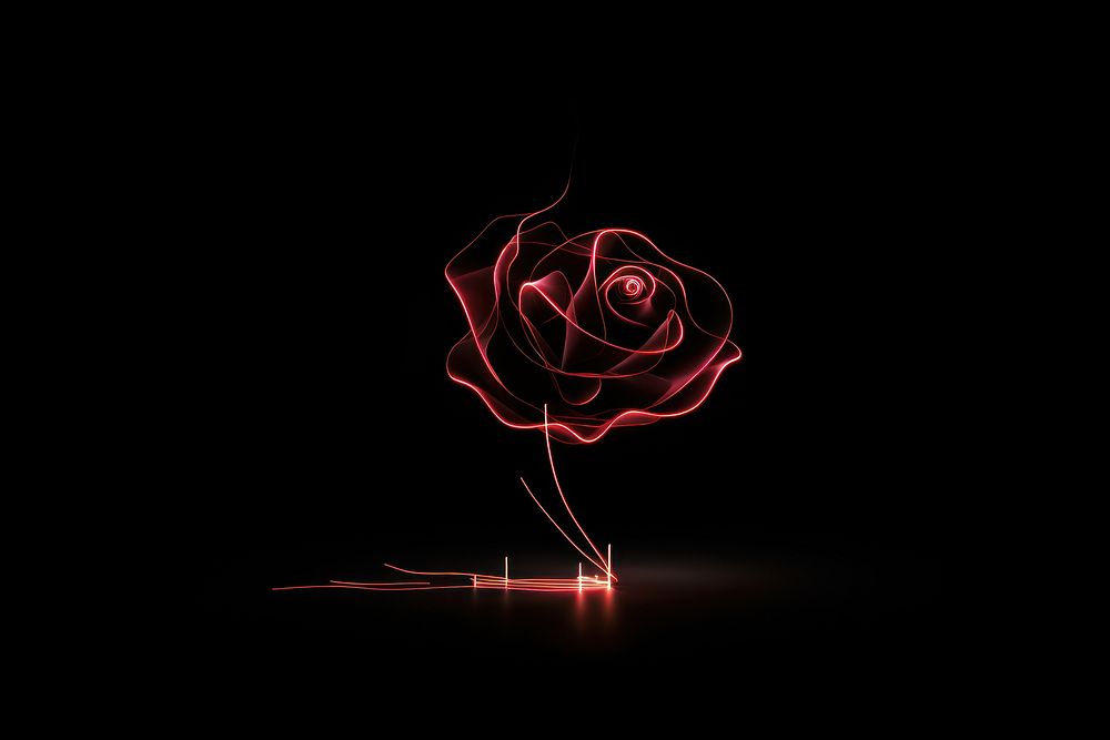 Light effect rose flower plant.