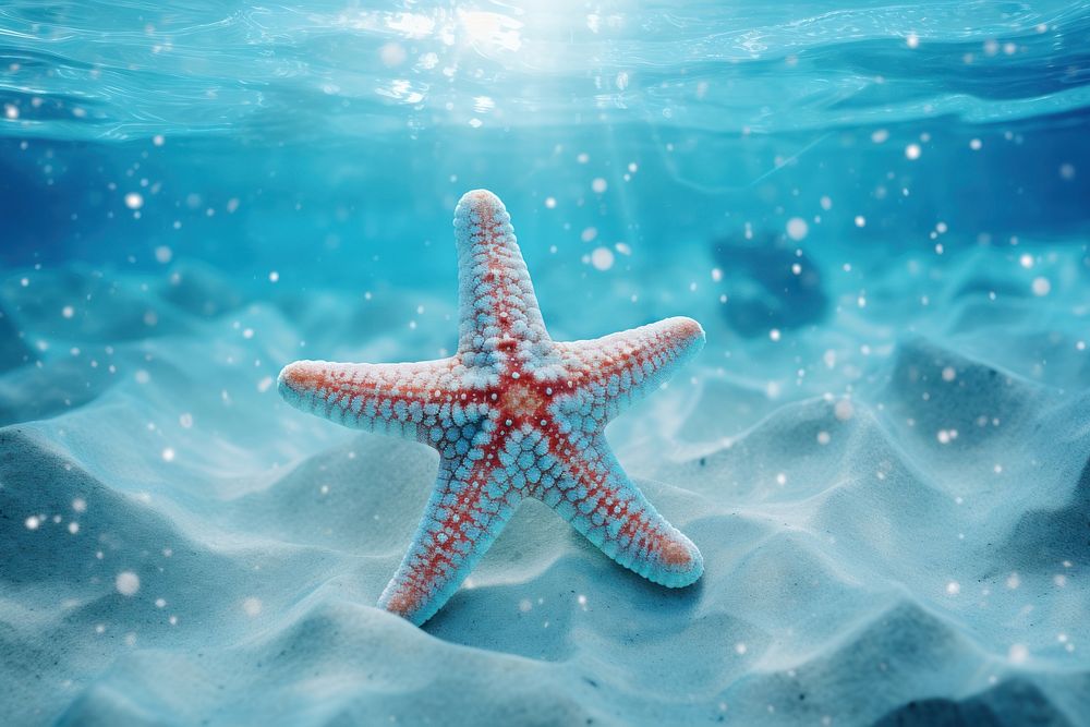 Starfish background underwater outdoors nature.