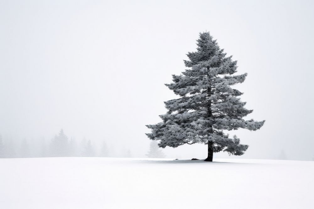 Tree snow pine outdoors.