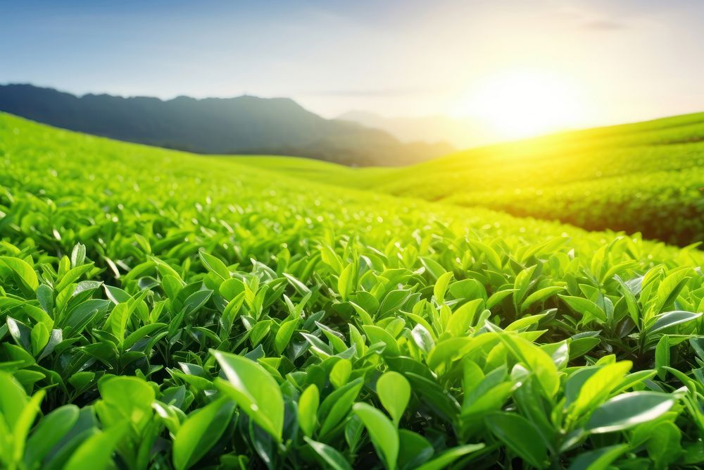 Green tea plant backgrounds plantation.