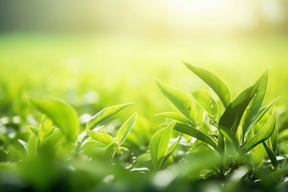 Green tea plant backgrounds outdoors.