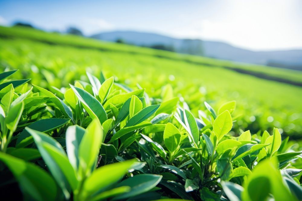 Green tea plant plantation outdoors.