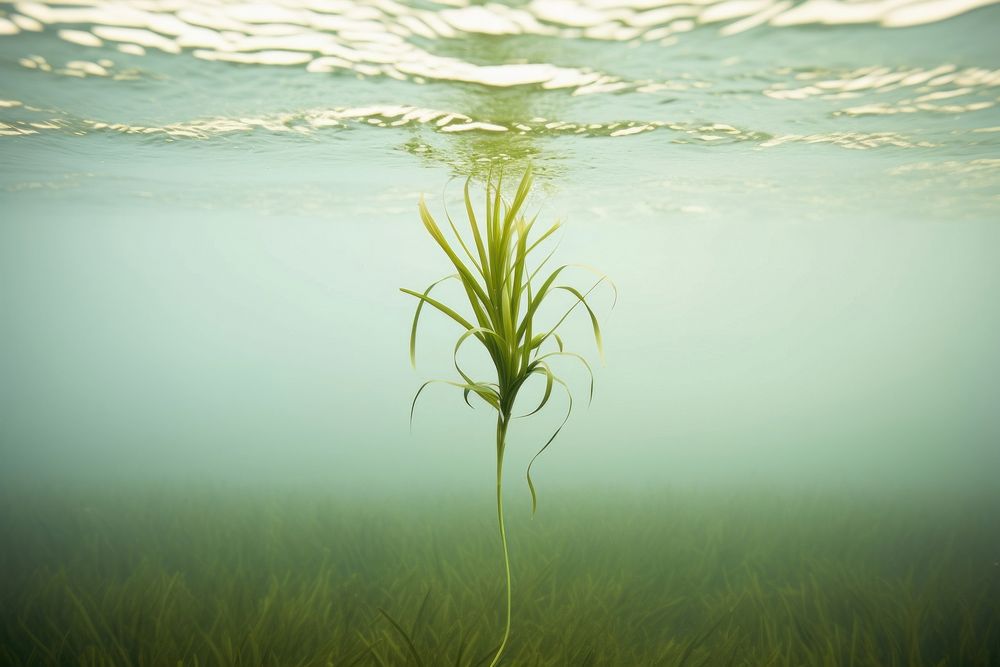 Nature underwater outdoors plant.