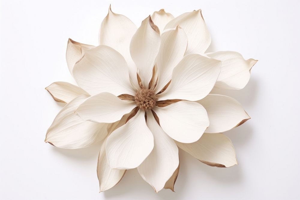 Magnolia flower brooch petal.