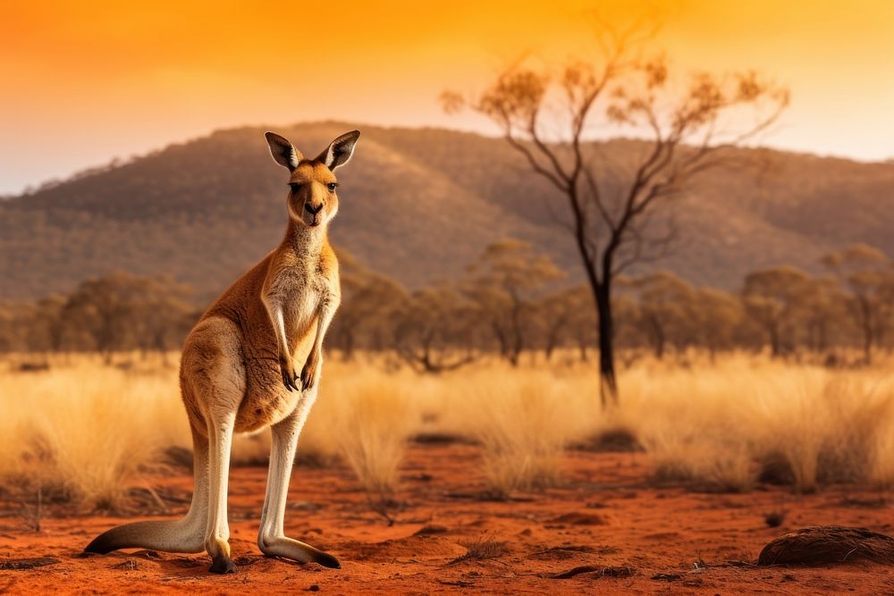 Kangaroo wallaby mammal animal.