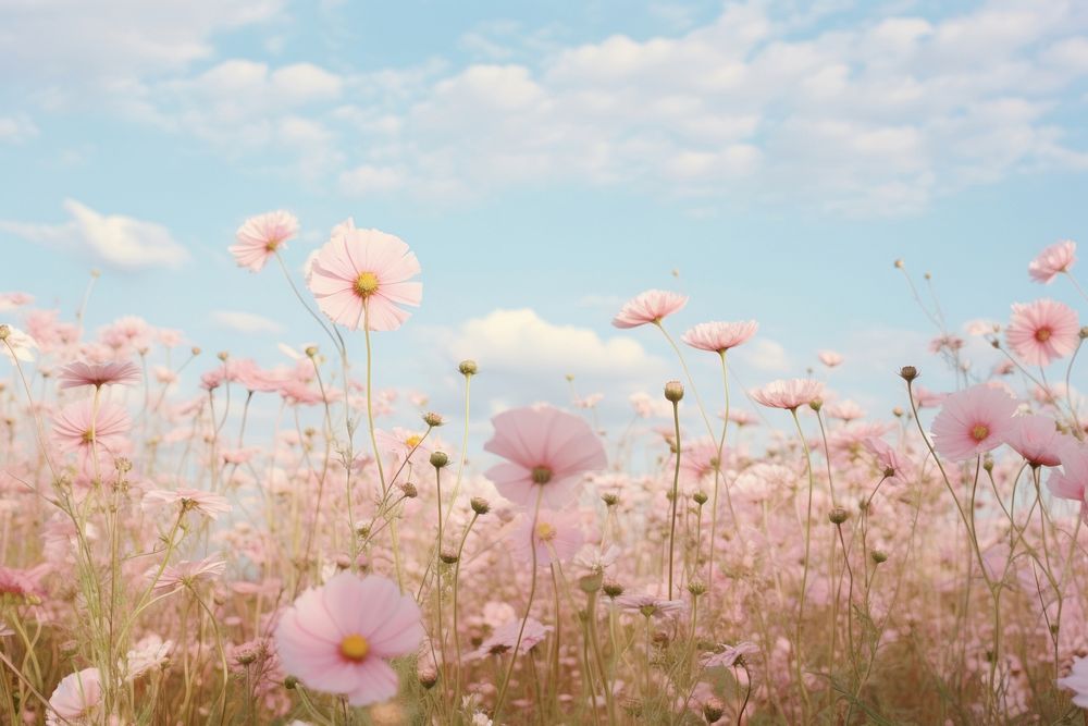 Pink flowers in a field sky landscape grassland.