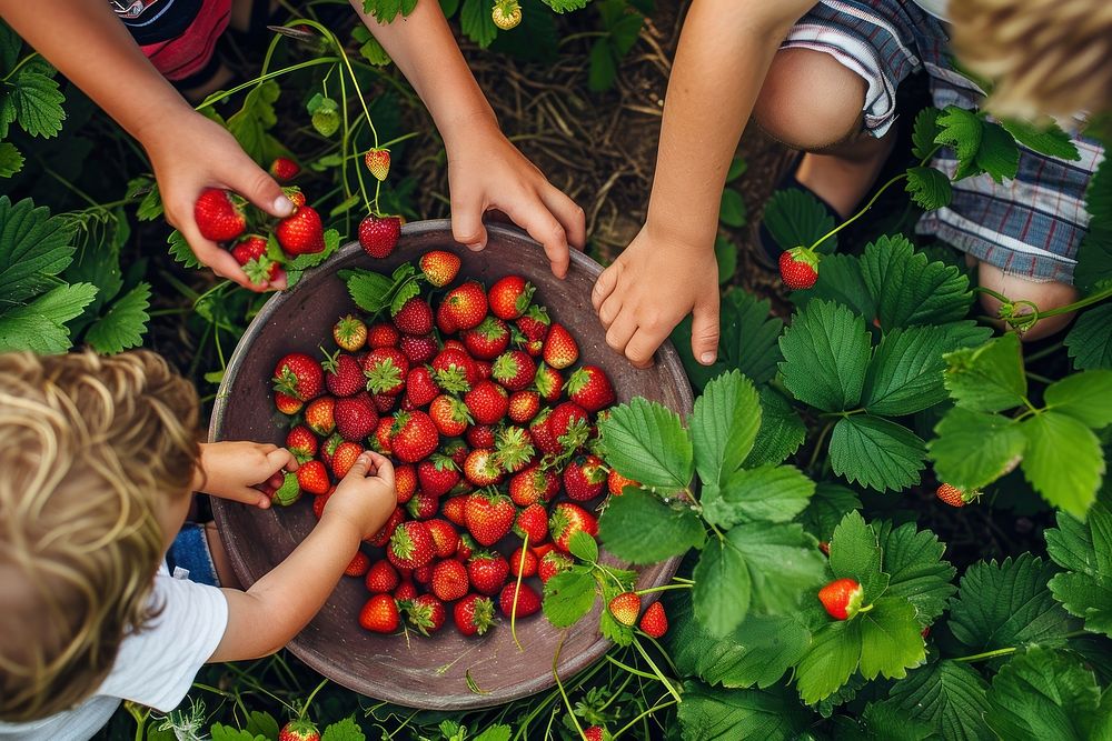 Picking strawberries strawberry gardening outdoors.