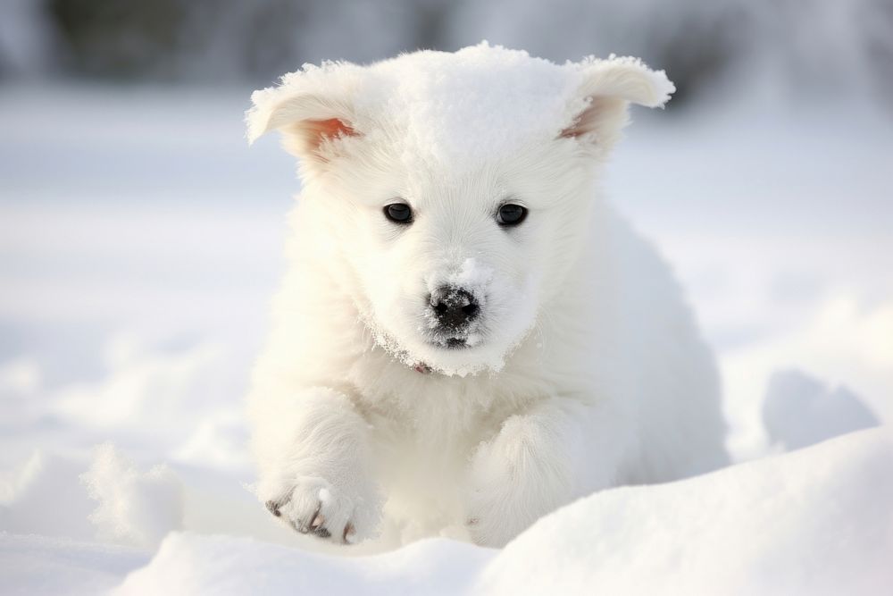 White puppy playing in snow mammal animal bear.