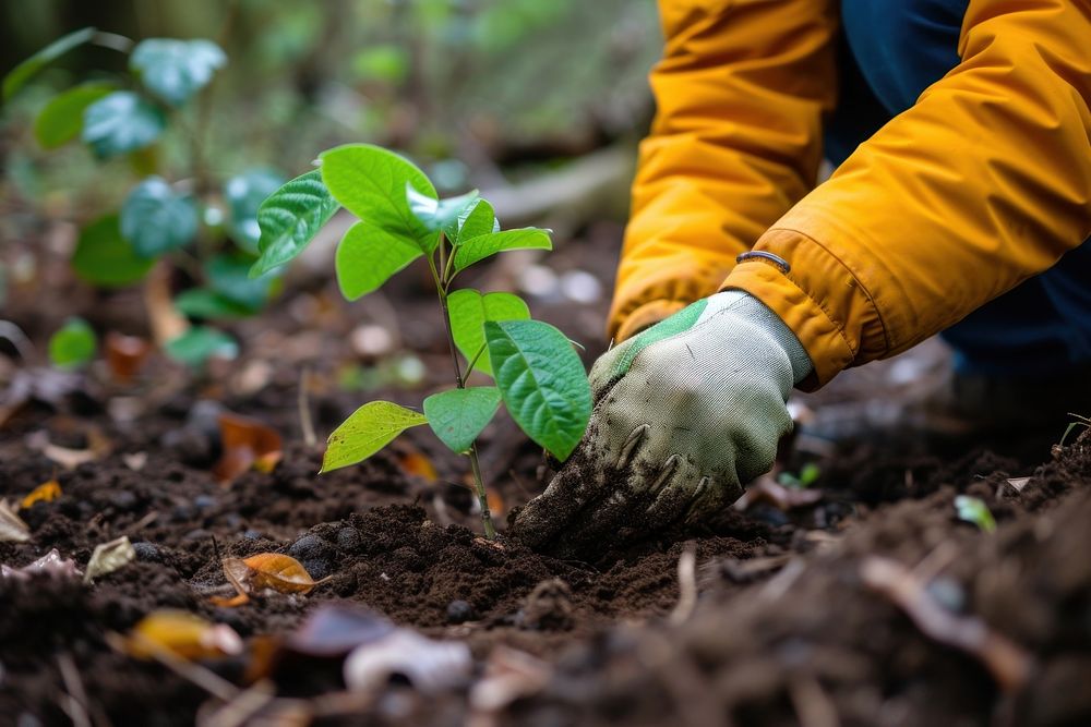 Volunteer planting trees gardening outdoors nature.
