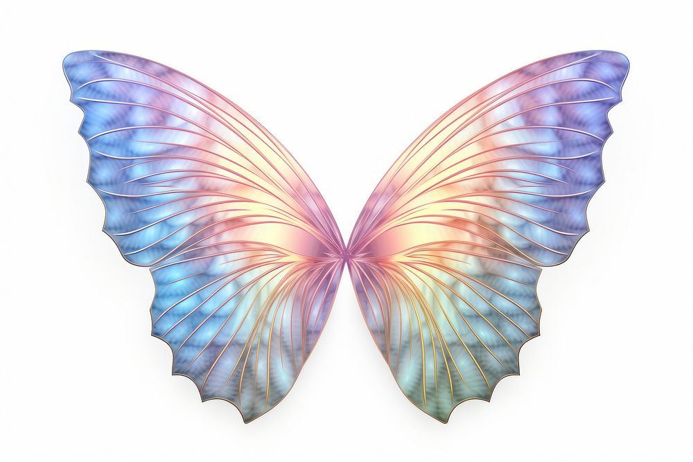Butterfly wings iridescent white background invertebrate accessories.