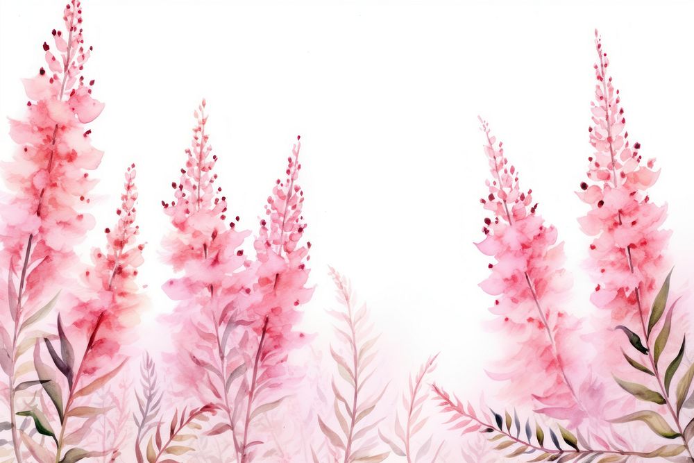 Astilbe pink flower border nature plant backgrounds.