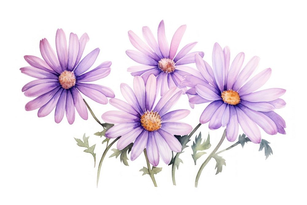 Daisy purple flower watercolor blossom nature aster.