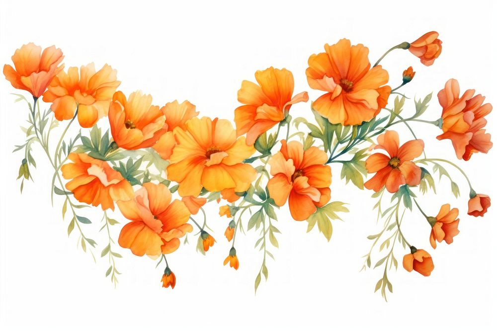 Orange marigold flowers watercolor pattern nature plant.