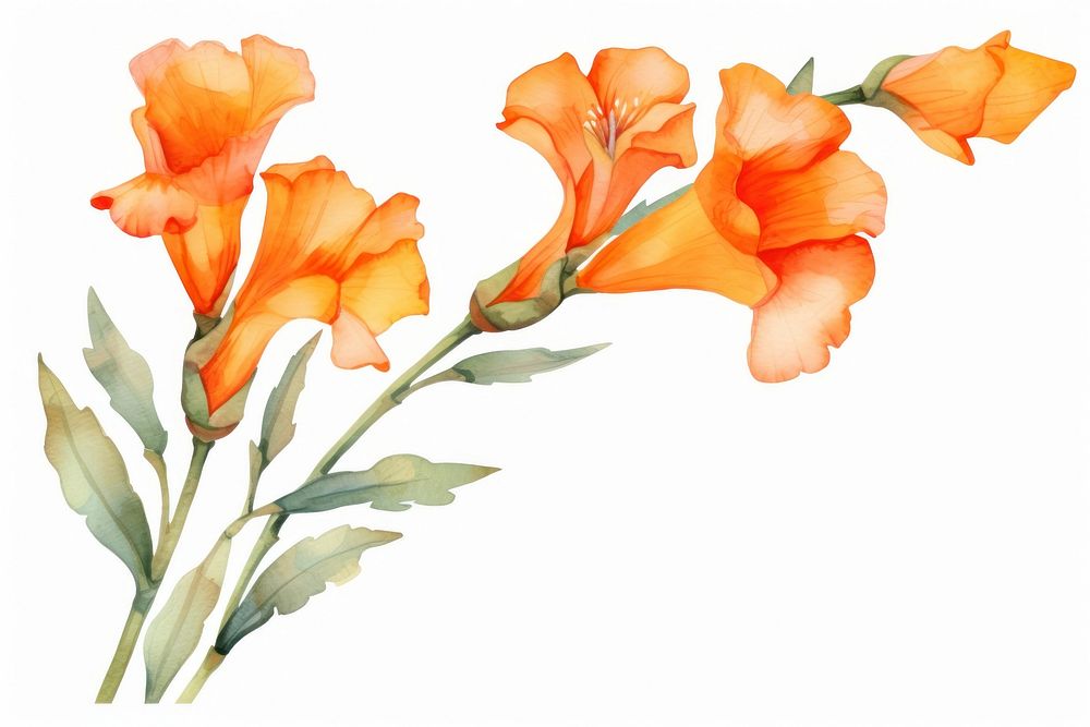 Orange canna flower watercolor gladiolus nature petal.