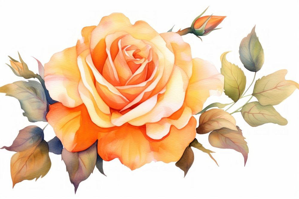 Orange rose flower watercolor painting pattern nature.
