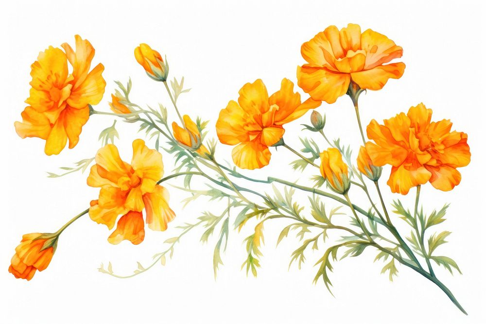Marigold flower watercolor marigold nature plant.