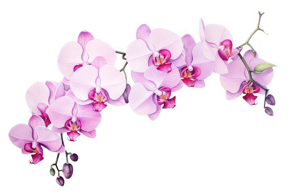 Phalaenopsis orchid watercolor border blossom flower nature.