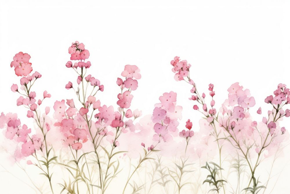 Yarrow pink flower border blossom nature plant.