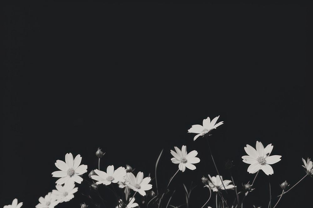Black and white wildflower backgrounds nature petal.