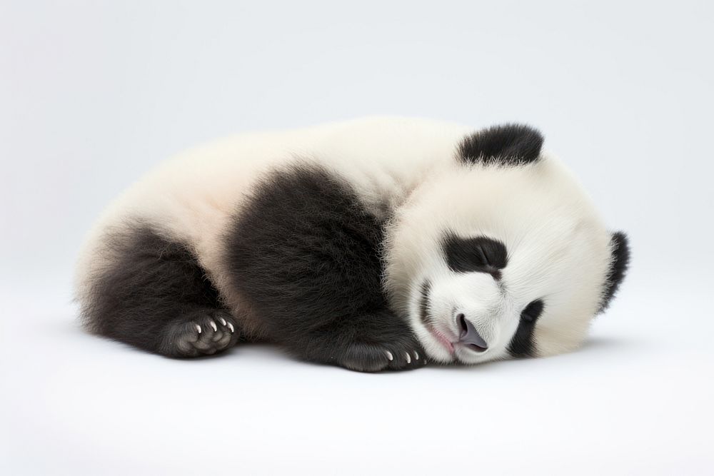 A cute panda wildlife sleeping animal. AI generated Image by rawpixel.