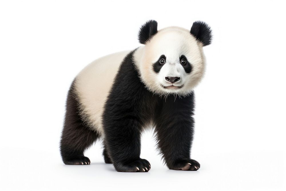 A cute panda wildlife animal mammal. AI generated Image by rawpixel.
