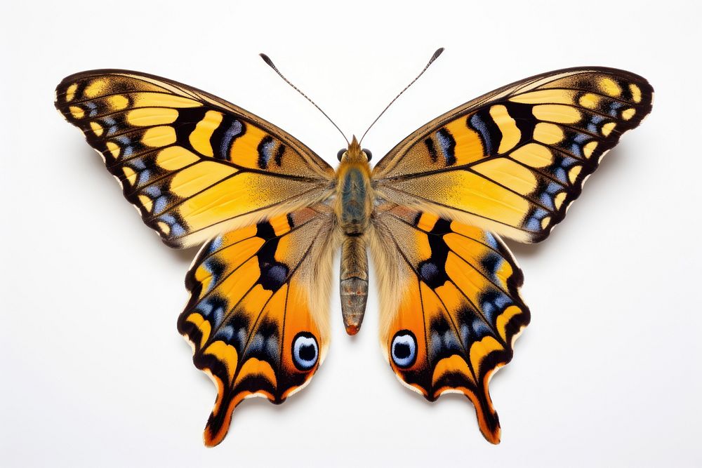 A Beautiful butterfly animal insect white background. AI generated Image by rawpixel.