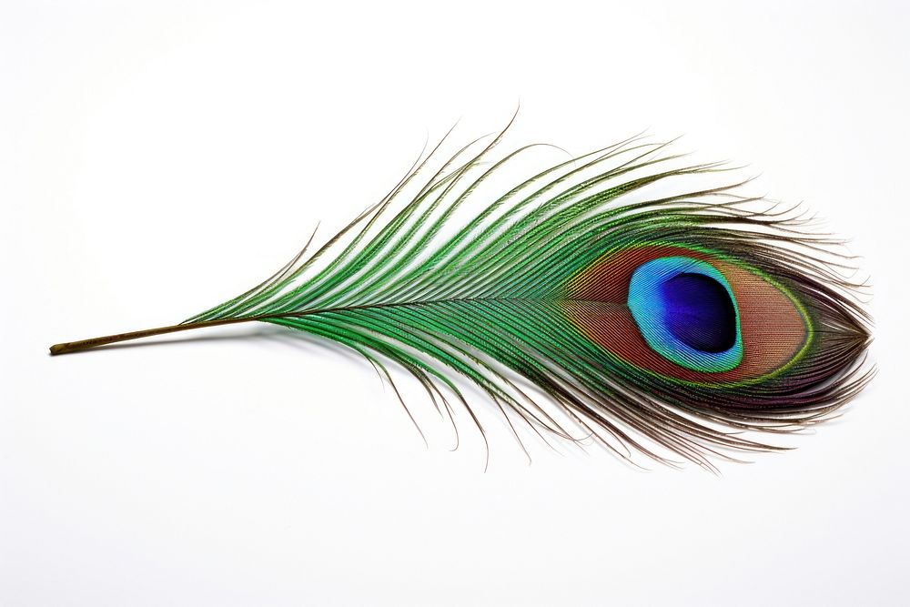 A peacock feather animal bird white background. AI generated Image by rawpixel.