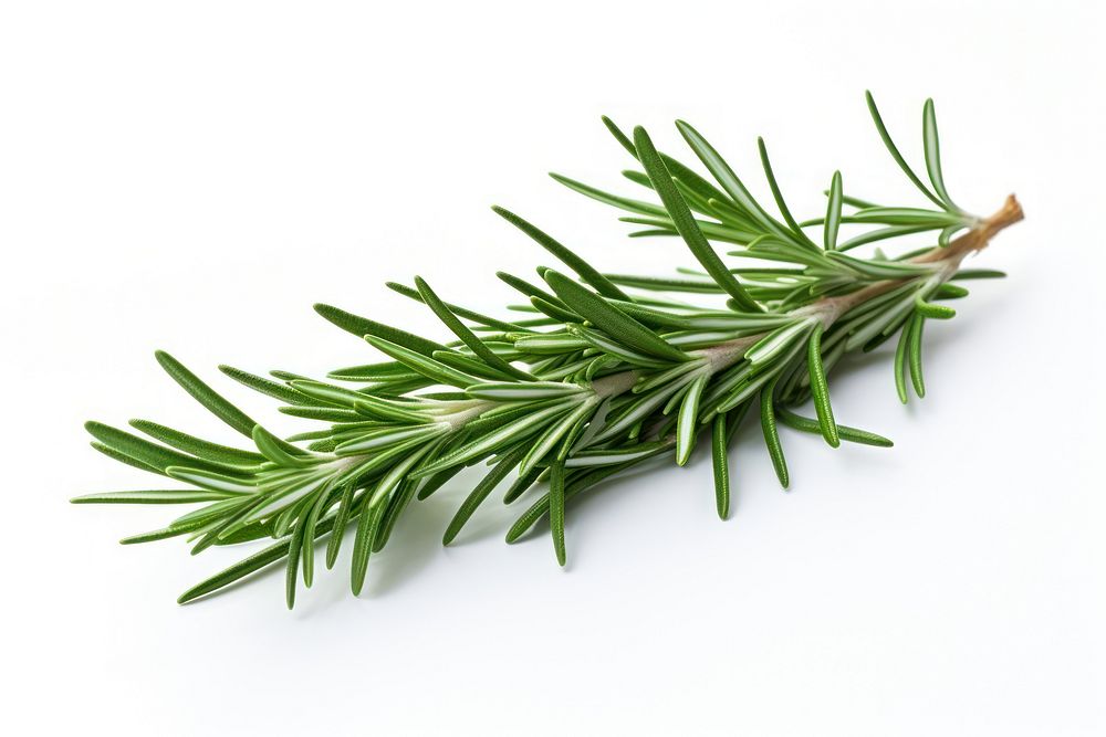 A rosemary plant herbs fir. AI generated Image by rawpixel.