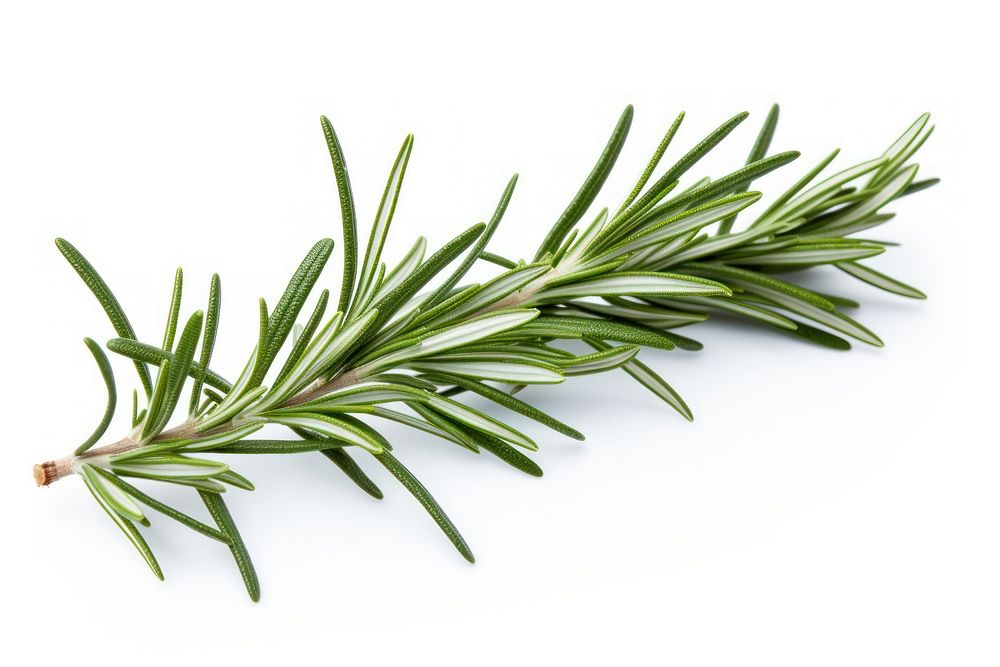 A rosemary plant herbs white background. AI generated Image by rawpixel.