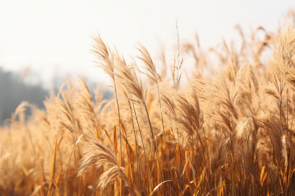  Plant background field grass landscape. 