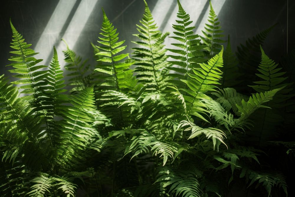  Plant background fern vegetation leaf. AI generated Image by rawpixel.