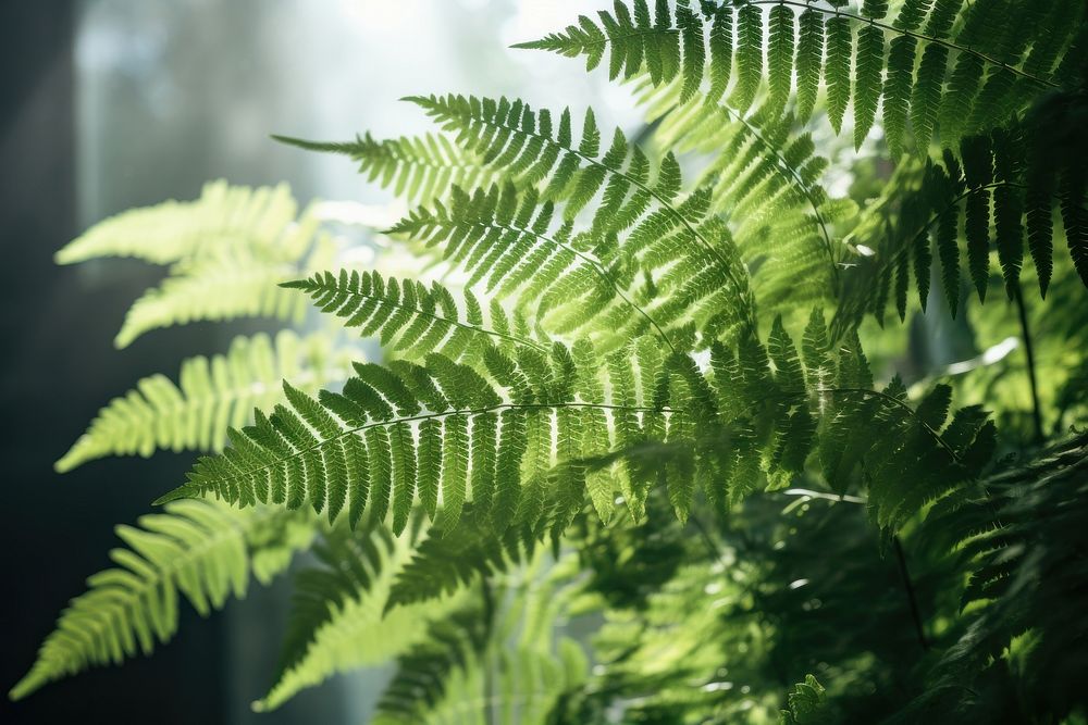  Plant background fern backgrounds vegetation. AI generated Image by rawpixel.