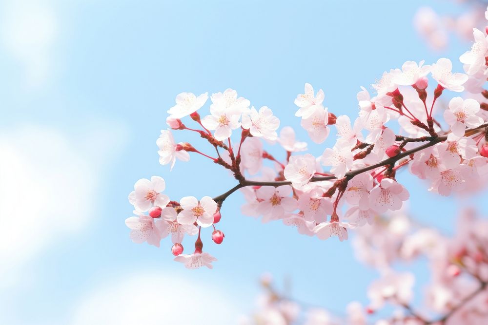  Plant background outdoors blossom flower. AI generated Image by rawpixel.