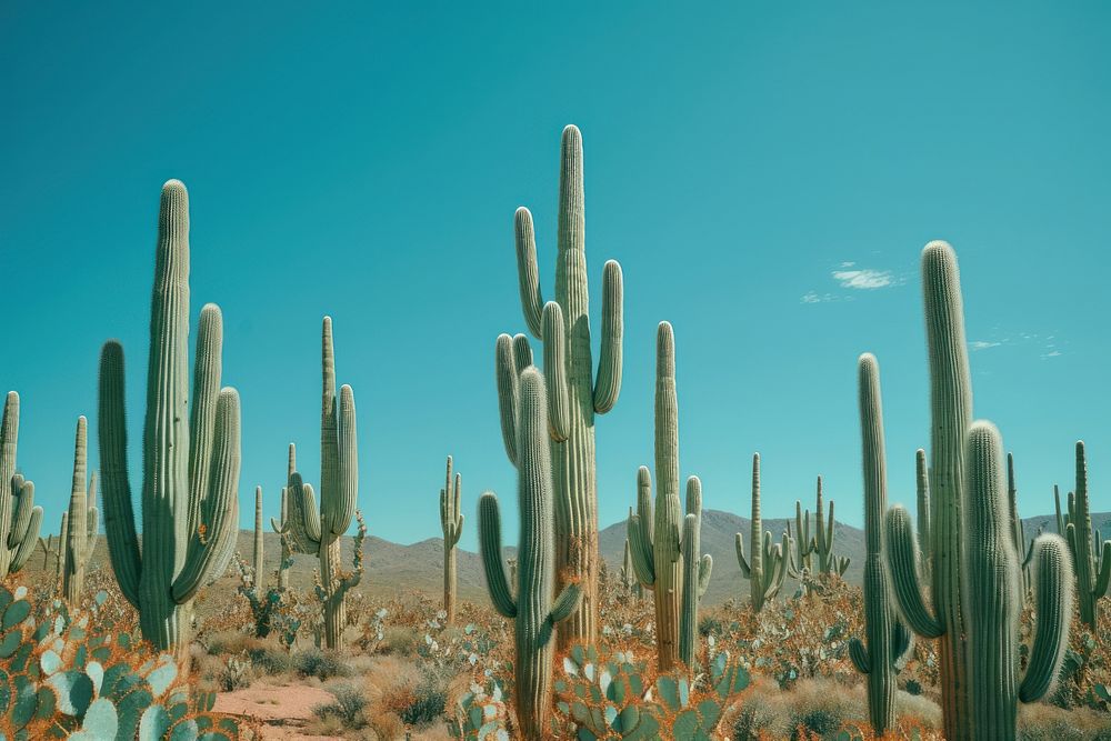  Plant background cactus outdoors nature. AI generated Image by rawpixel.
