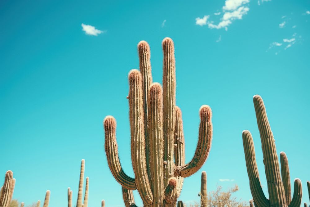  Plant background cactus backgrounds outdoors. 